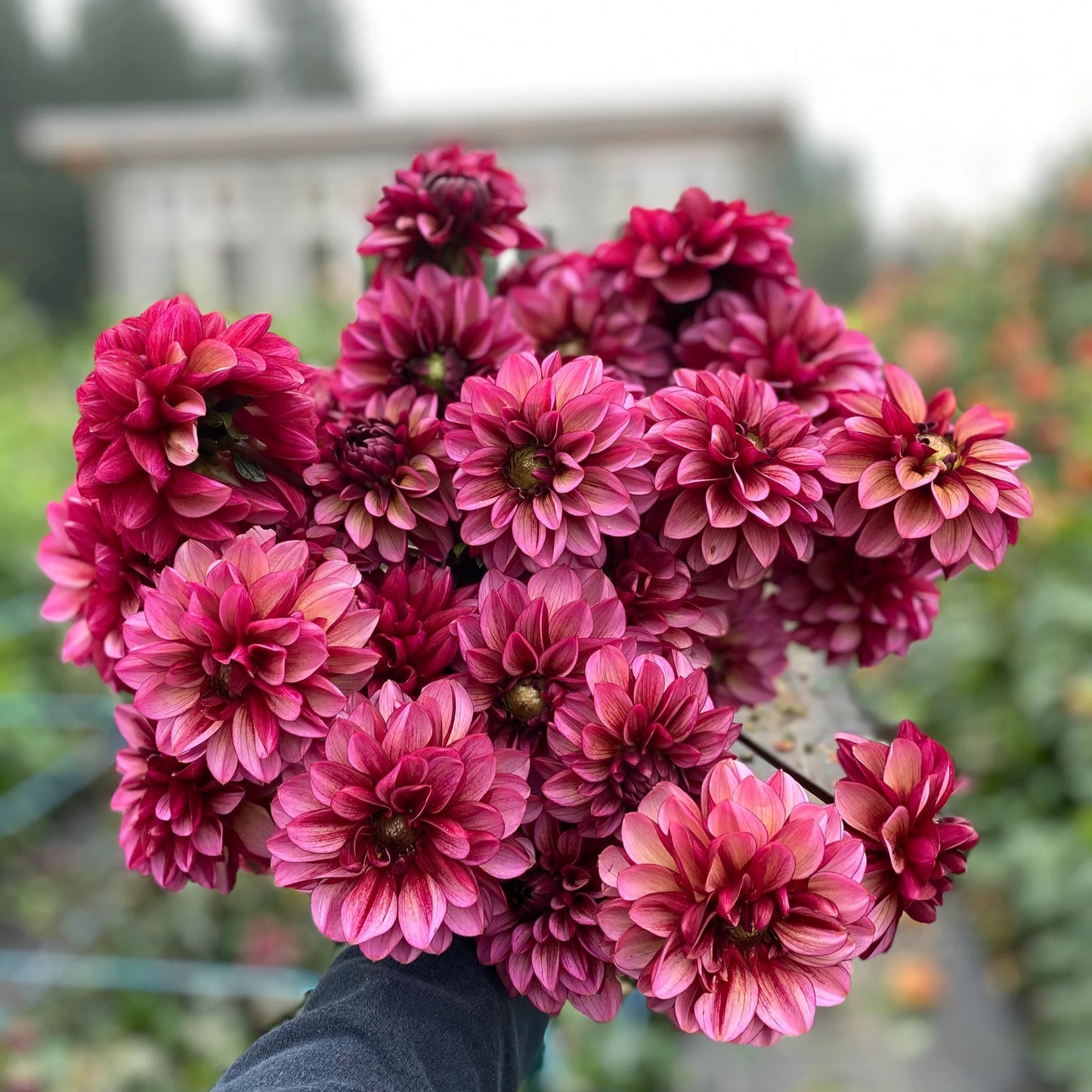 Dahlia Senior's hope