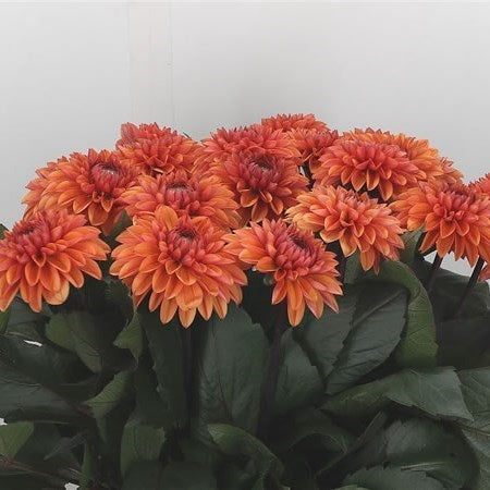 Dahlia Love of my Life (stekje)