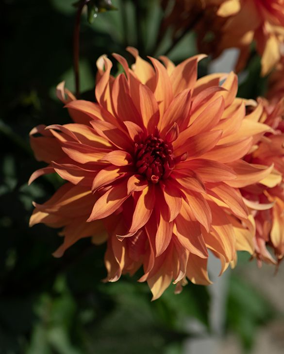 Dahlia Autumn Fairy (stekje)