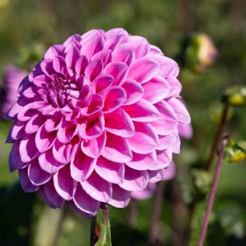 Dahlia Ellen May (stekje)