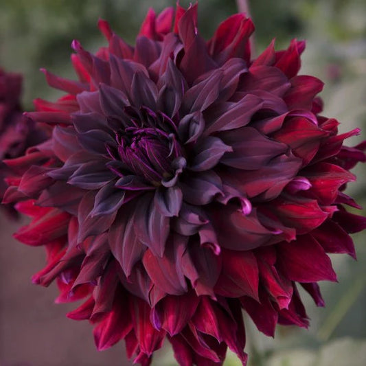 Dahlia Rip City (stekje)