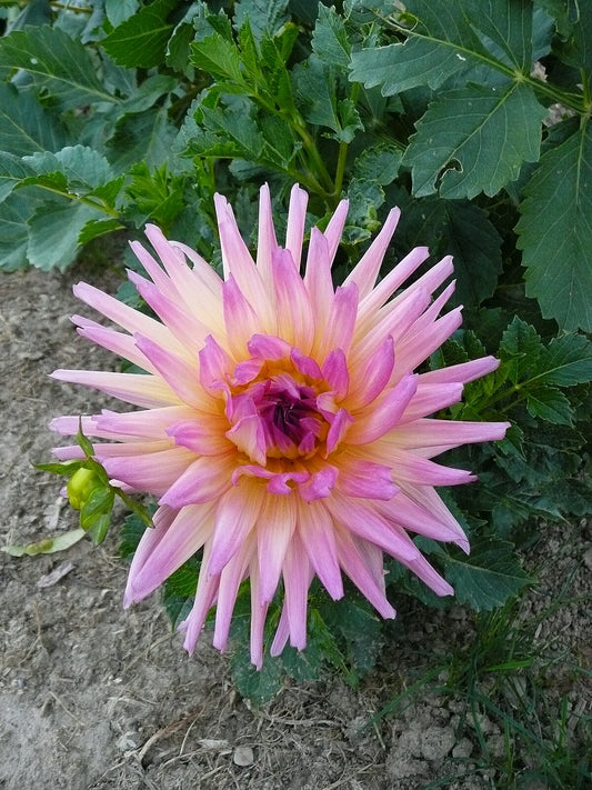 Dahlia Sabrina (stekje)