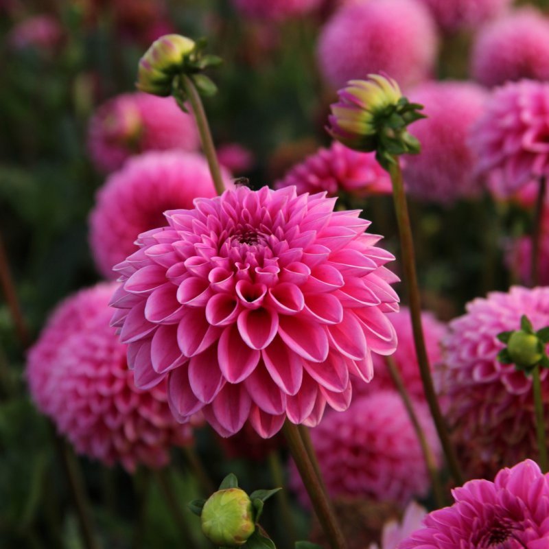 Dahlia Sandra