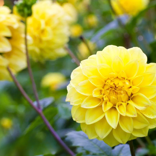 Dahlia Yellow Symphony (stekje)