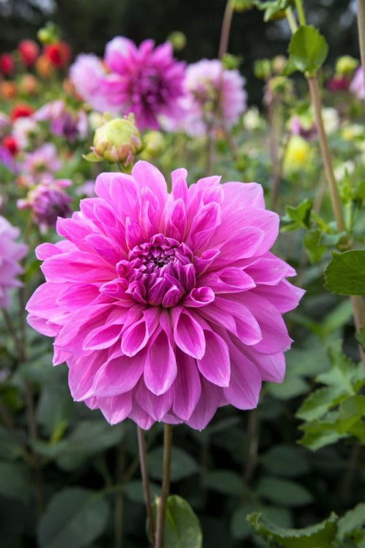 Dahlia Lavender perfection (stekje)